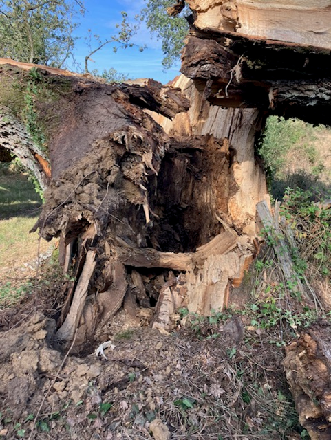ARBRE APRES