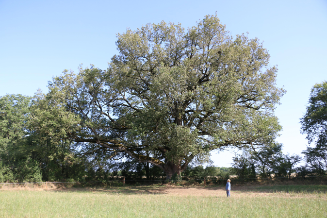 ARBRE AVANT copy